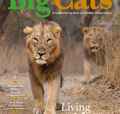 BigCats Magazine Jan-Feb edition 2025