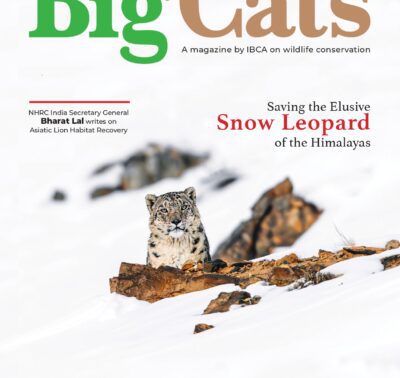 BigCats Magazine July-August edition 2025