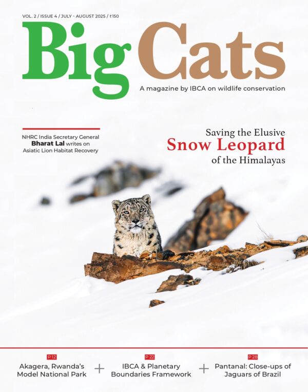 BigCats Magazine July-August edition 2025