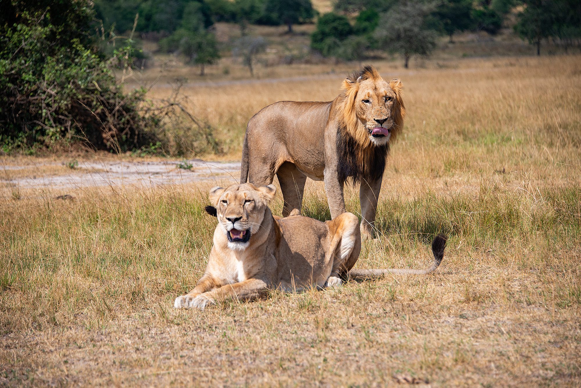 Lioness and a lion in Akagera National Park (Photo: Mihir Bhatt)