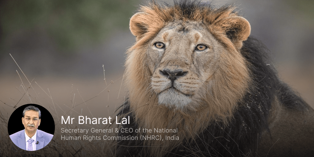 When Asiatic Lions Reclaim their Lost Home
