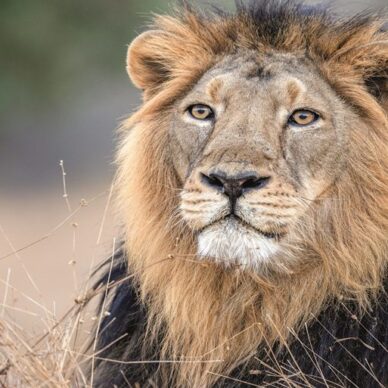 NZ9_5047 (2) NZ9_5047 (2)