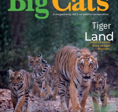 BigCats magazine Subscription