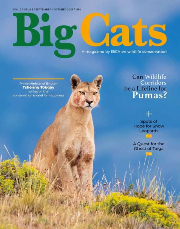 BigCats magazine Subscription