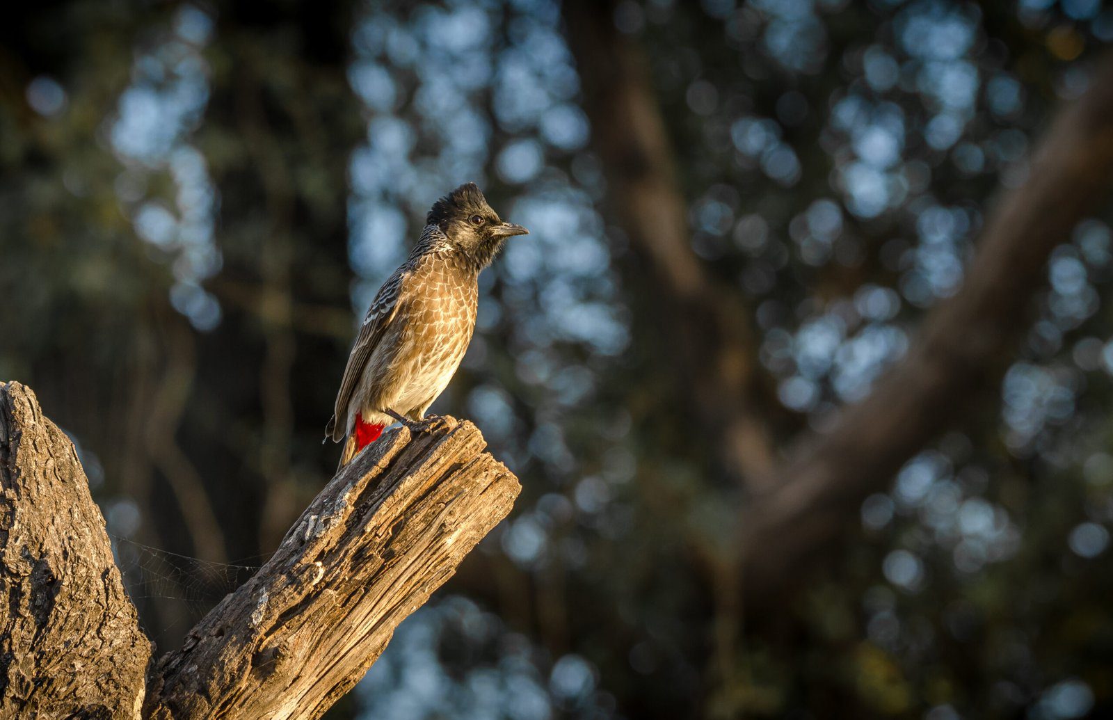 Red-vented-bulbul-scaled.jpg
