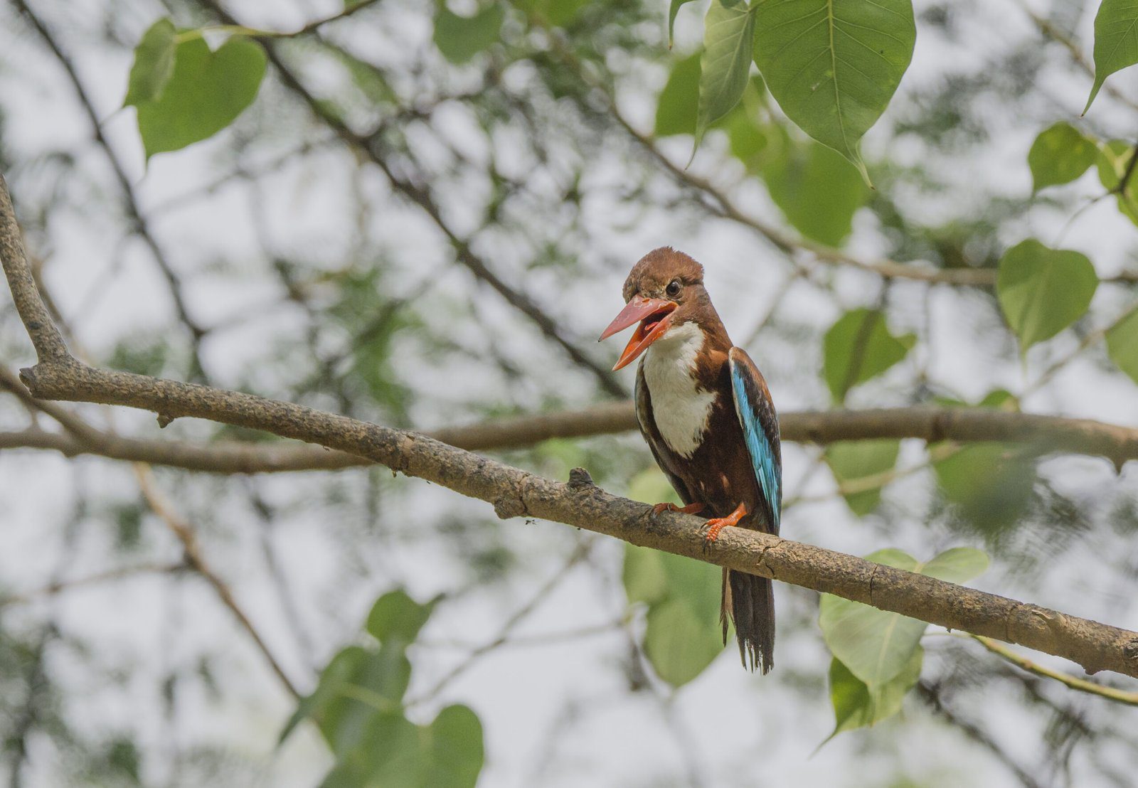 White-throated-kingfisher-scaled.jpg