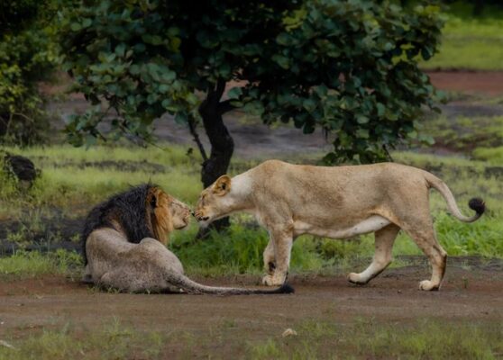 Asiatic_Lions Asiatic_Lions