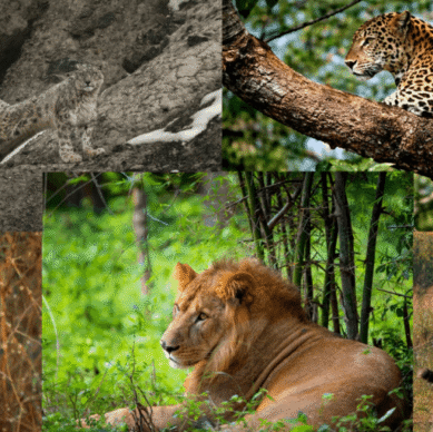 Big Cats Conservation in India Strategy, Practice and Impact (1)
