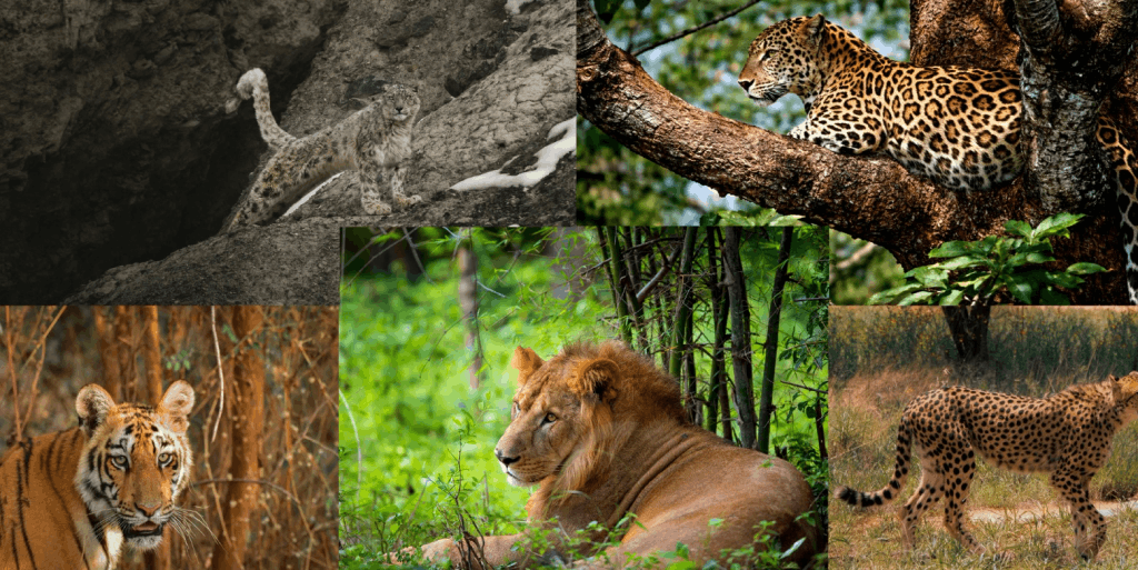 Big Cats Conservation in India Strategy, Practice and Impact
