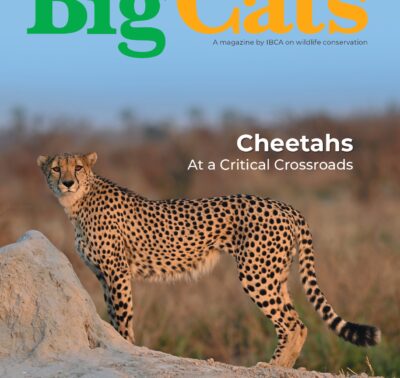 BigCats Magazine May – June edition 2026