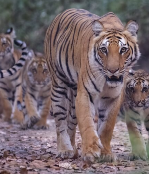 How Technology has Shaped India’s Tiger Recovery Programme