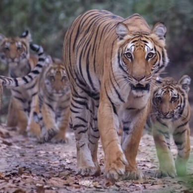 How Technology has Shaped India’s Tiger Recovery Programme