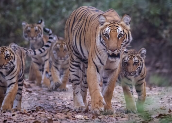 How Technology has Shaped India’s Tiger Recovery Programme How Technology has Shaped India’s Tiger Recovery Programme