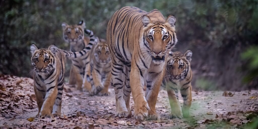 How Technology has Shaped India’s Tiger Recovery Programme
