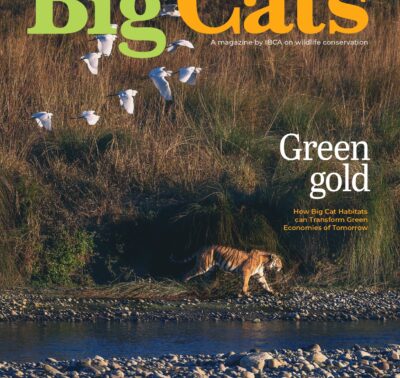 BigCats Magazine July – August edition 2026