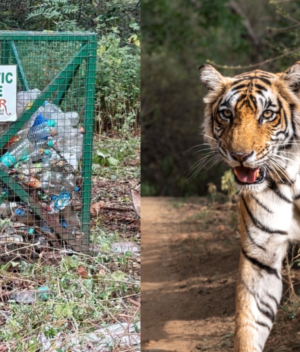 Plastics in the Wild_ A Heartfelt Cry from India’s Tiger Reserves Plastics in the Wild_ A Heartfelt Cry from India’s Tiger Reserves