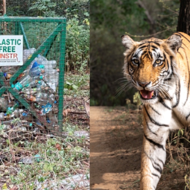 Plastics in the Wild_ A Heartfelt Cry from India’s Tiger Reserves