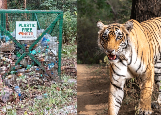 Plastics in the Wild_ A Heartfelt Cry from India’s Tiger Reserves Plastics in the Wild_ A Heartfelt Cry from India’s Tiger Reserves