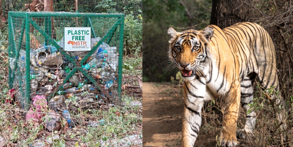 Plastics in the Wild: A Heartfelt Cry from India’s Tiger Reserves