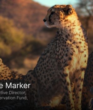 Cheetahs At a Critical Crossroads