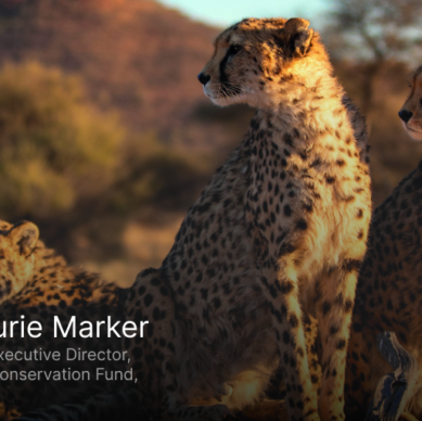 Cheetahs At a Critical Crossroads