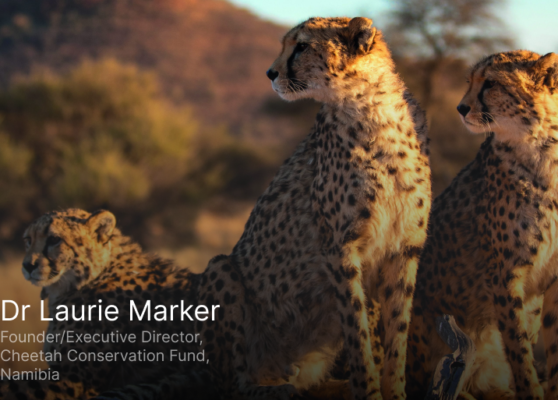 Cheetahs At a Critical Crossroads Cheetahs At a Critical Crossroads