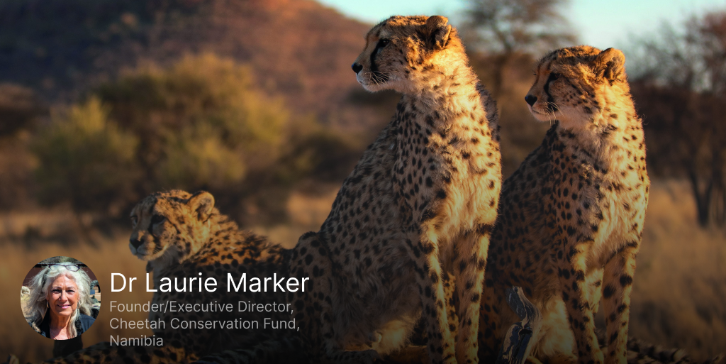 Cheetahs At a Critical Crossroads