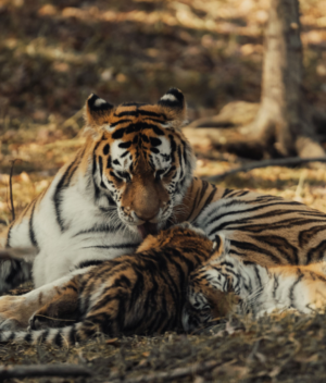 Balancing Survival and Reproduction_ Energy Trade-offs Shaping Tiger Ecology in India Balancing Survival and Reproduction_ Energy Trade-offs Shaping Tiger Ecology in India