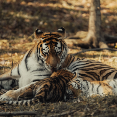 Balancing Survival and Reproduction_ Energy Trade-offs Shaping Tiger Ecology in India