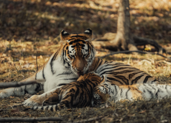 Balancing Survival and Reproduction_ Energy Trade-offs Shaping Tiger Ecology in India Balancing Survival and Reproduction_ Energy Trade-offs Shaping Tiger Ecology in India