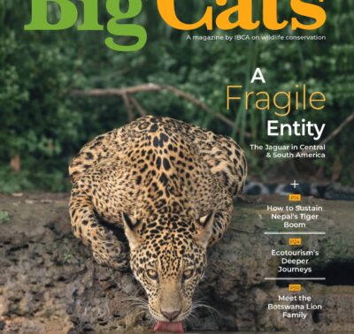 BigCats Magazine September – October edition 2026